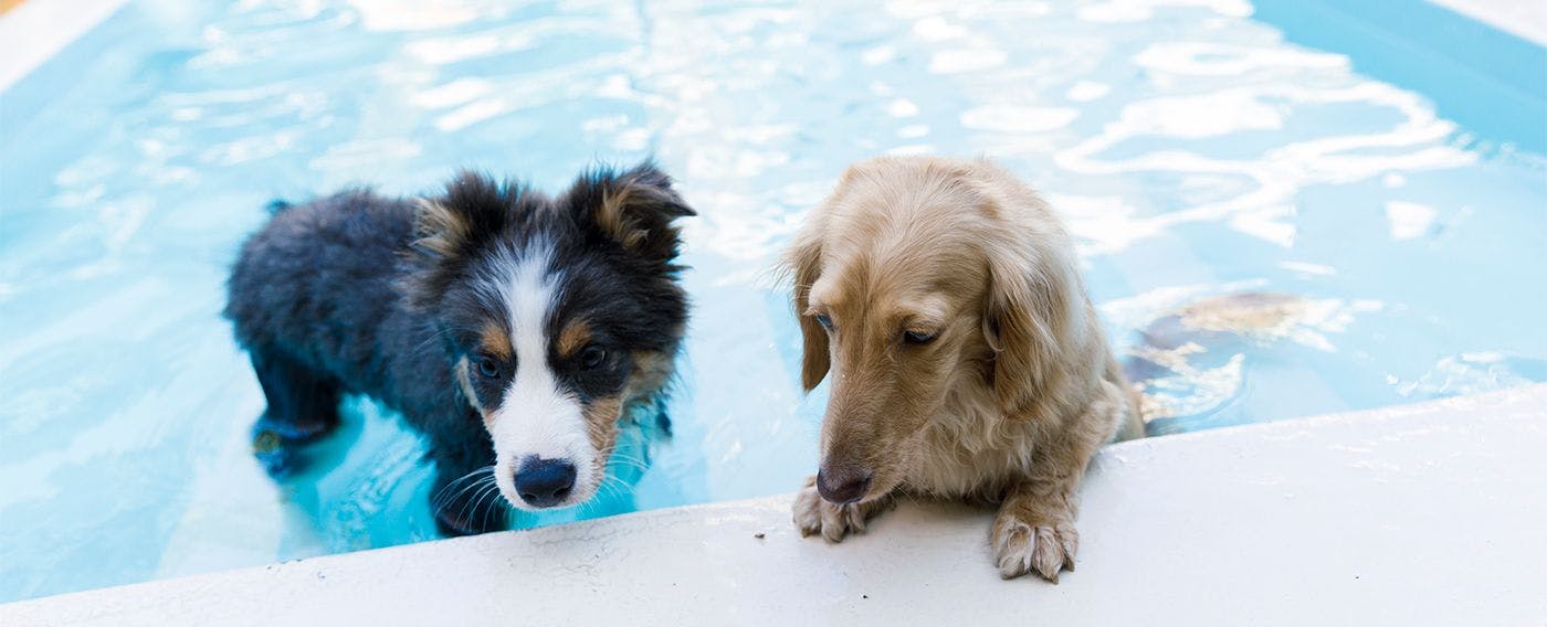 Kinugawa International Hotel: A Pet-Friendly Accommodation with Three Dog Runs