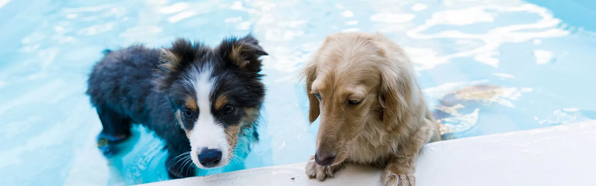 ペット同室宿泊パイオニアの宿 きぬ川国際ホテル