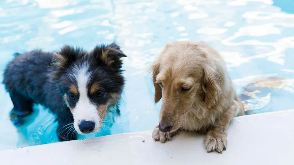 Kinugawa International Hotel: A Pet-Friendly Accommodation with Three Dog Runs