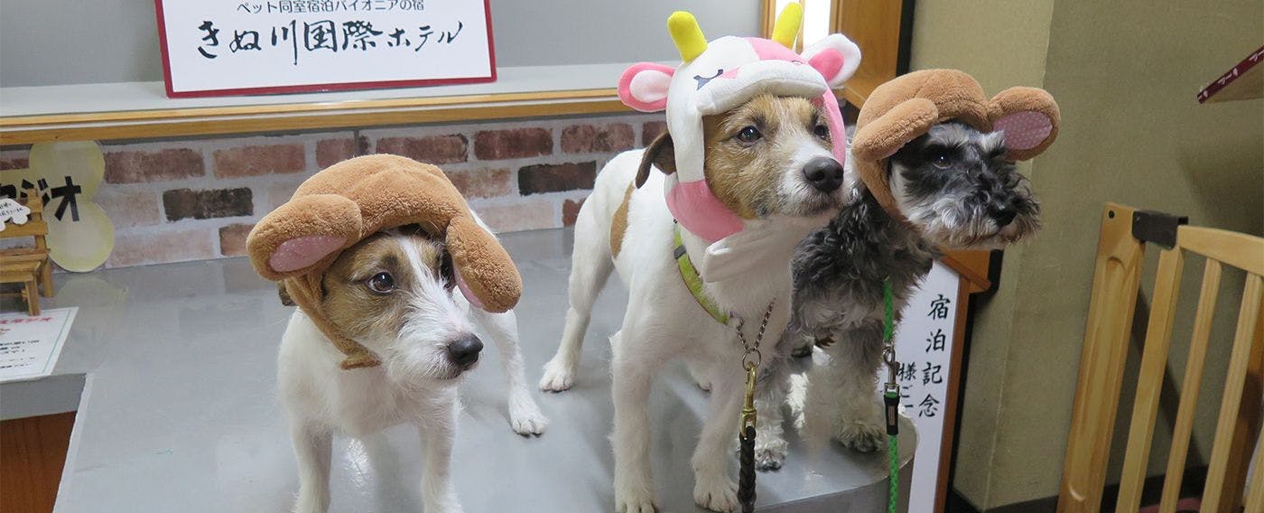 ペット同室宿泊パイオニアの宿　きぬ川国際ホテル