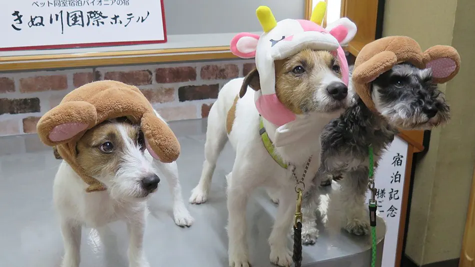 Kinugawa International Hotel: A Pet-Friendly Accommodation with Three Dog Runs
