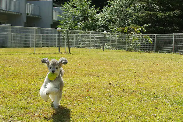 สวนสุนัข