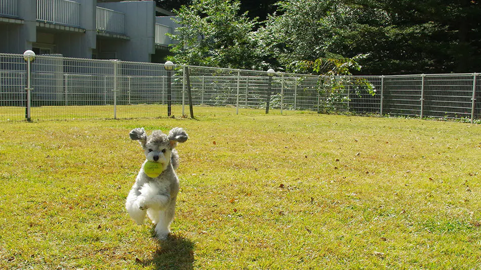 Art Hotel Dogleg Karuizawa