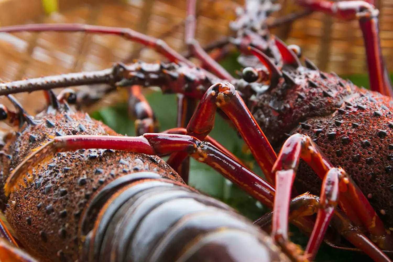 กุ้งมังกร