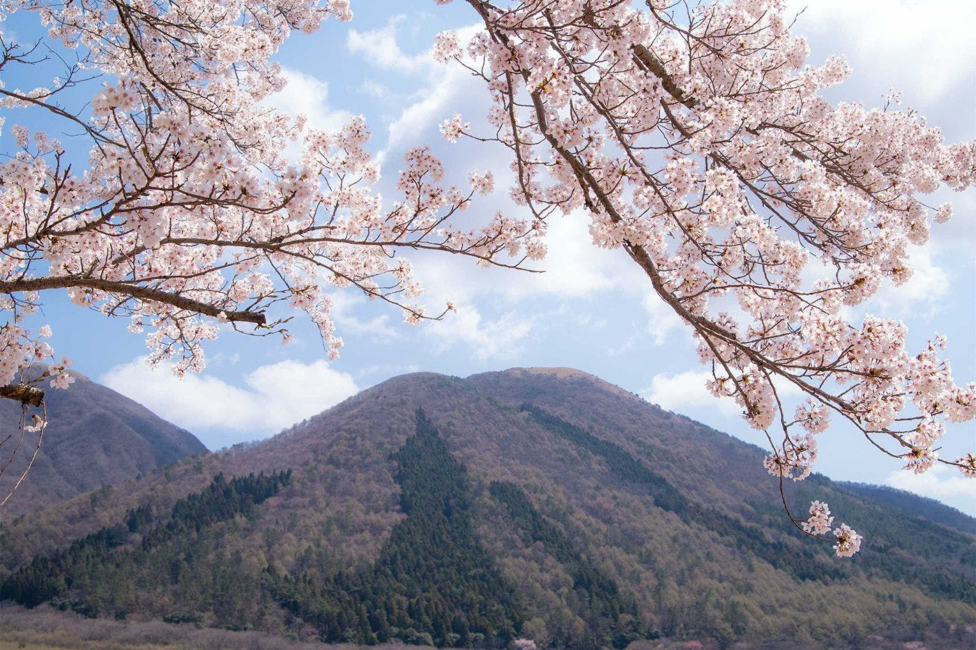 ฤดูใบไม้ผลิ