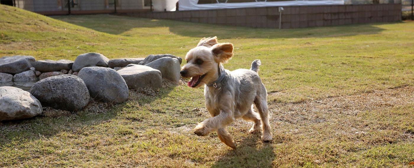 別邸　わんこ日和