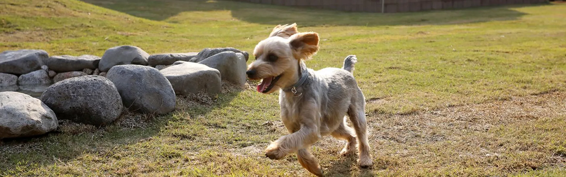 別邸 わんこ日和