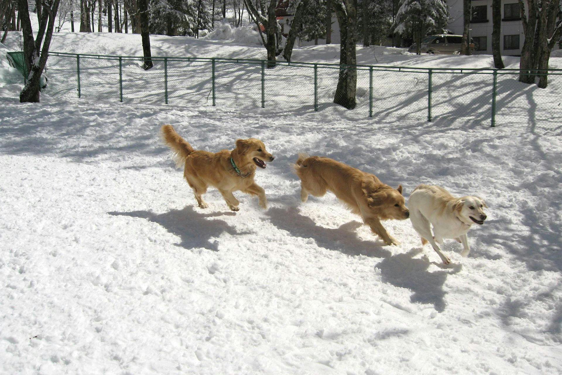 わんわんパラダイス 高山（旧：高山わんわんパラダイス ホテル＆コテージ）
