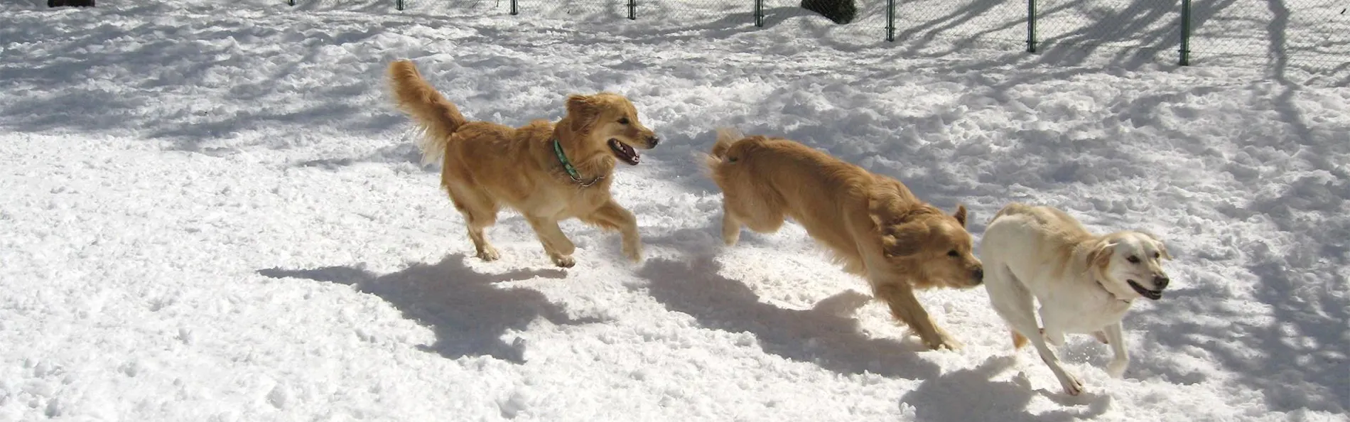 わんわんパラダイス 高山(旧:高山わんわんパラダイス ホテル&コテージ)