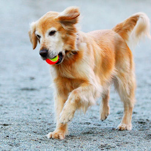 21年最新 名古屋から2時間周辺でペットと泊まれる宿ランキング 一休 Com 21年最新 名古屋から2時間周辺でペットと泊まれる宿ランキング 一休 Com