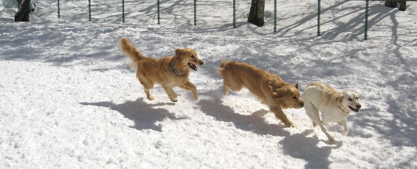 雪のドッグラン