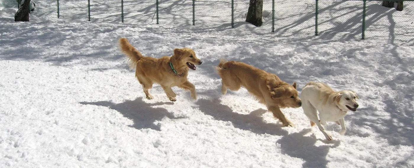 雪のドッグラン