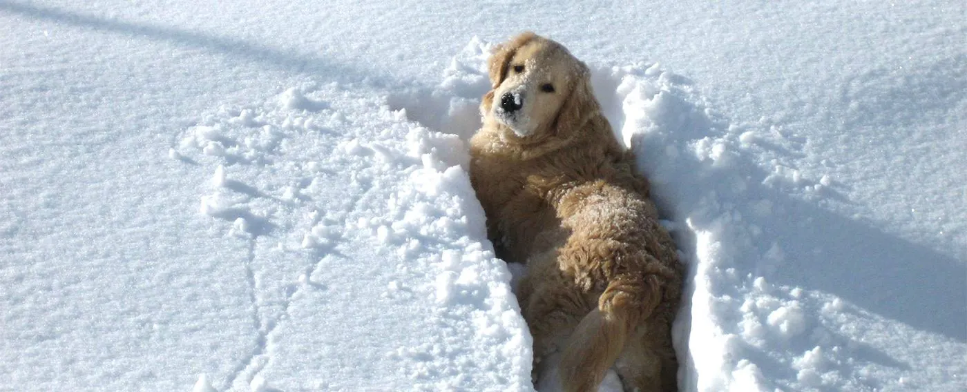 雪のドッグラン