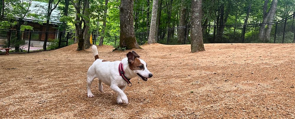 dog park（ドッグラン）