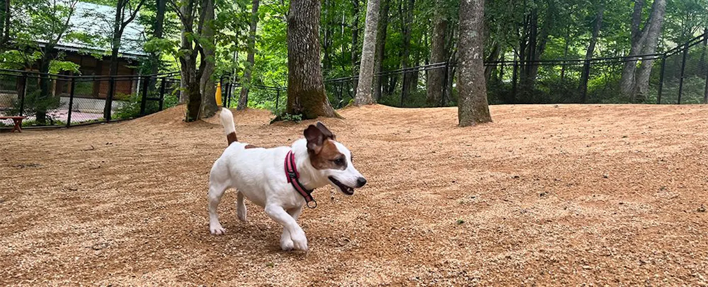 dog park(ドッグラン)