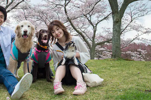 Omuroyama Mountain Foot Sakura no Sato