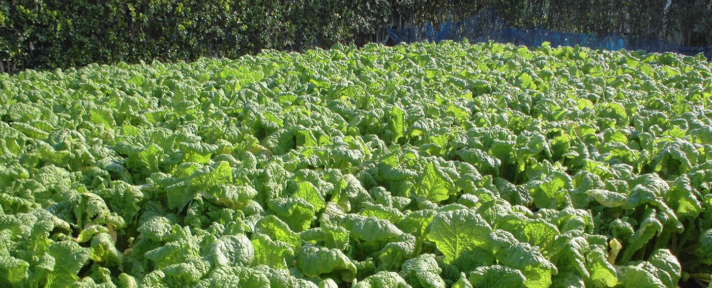 自家栽培の野菜