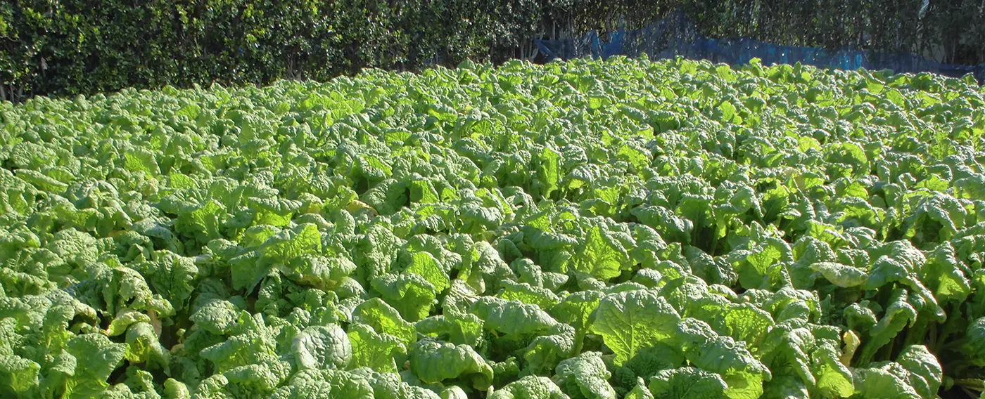 自家栽培の野菜