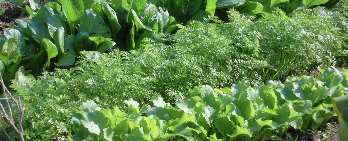 自家栽培の野菜