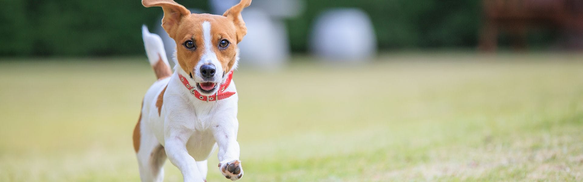 Coredor Yugawara Dog & Resort