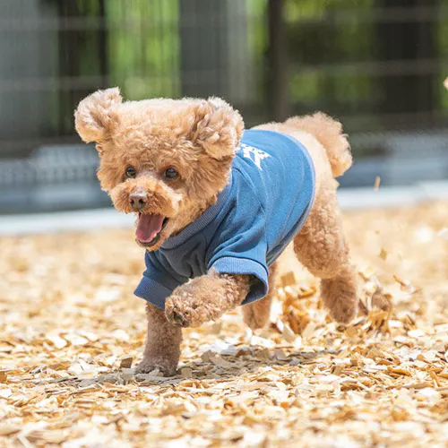 22年最新 関東の温泉でペットと泊まれる宿ランキング Yahoo トラベル 22年最新 関東の温泉でペットと泊まれる宿ランキング Yahoo トラベル