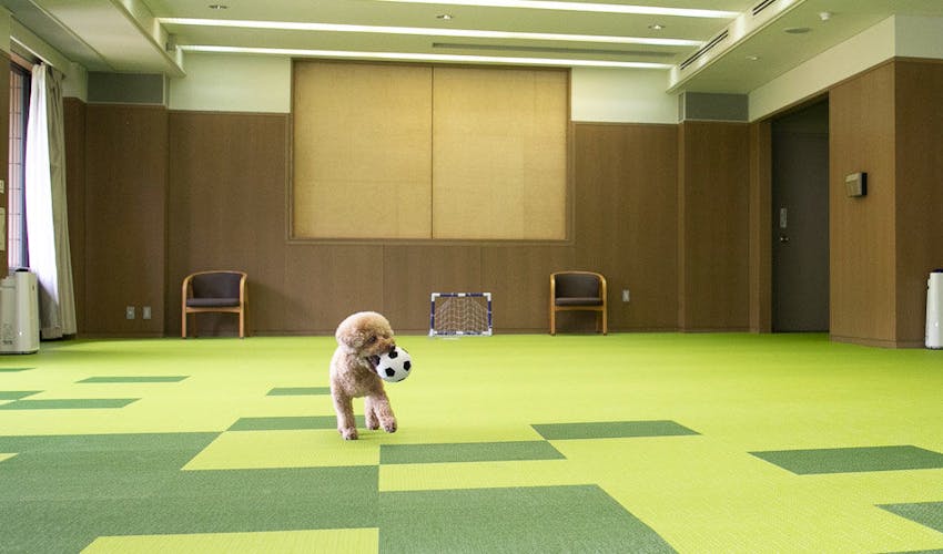 コレドール湯河原 Dog Resort の宿泊プラン 宿泊予約は 一休 Com キラリト