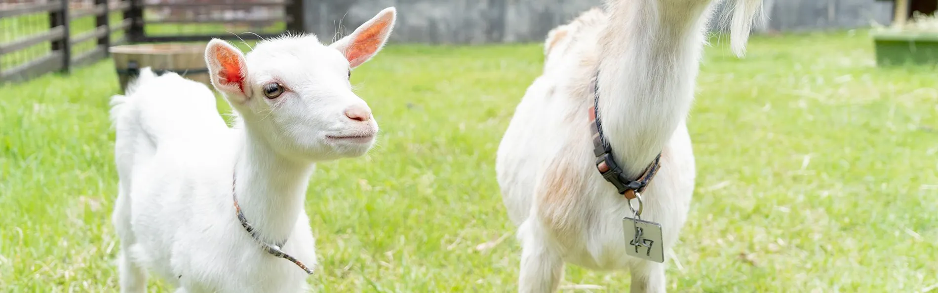 八ヶ岳ホテル風か