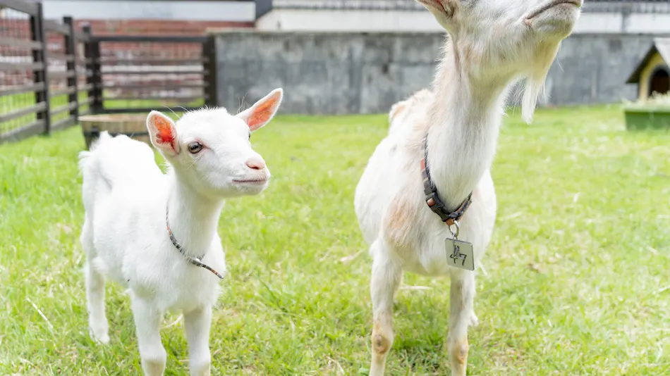 Yatsugatake Hotel Fuuka