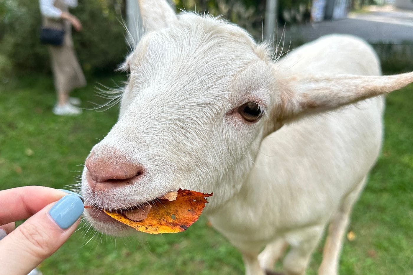 ヤギさんふれあい体験