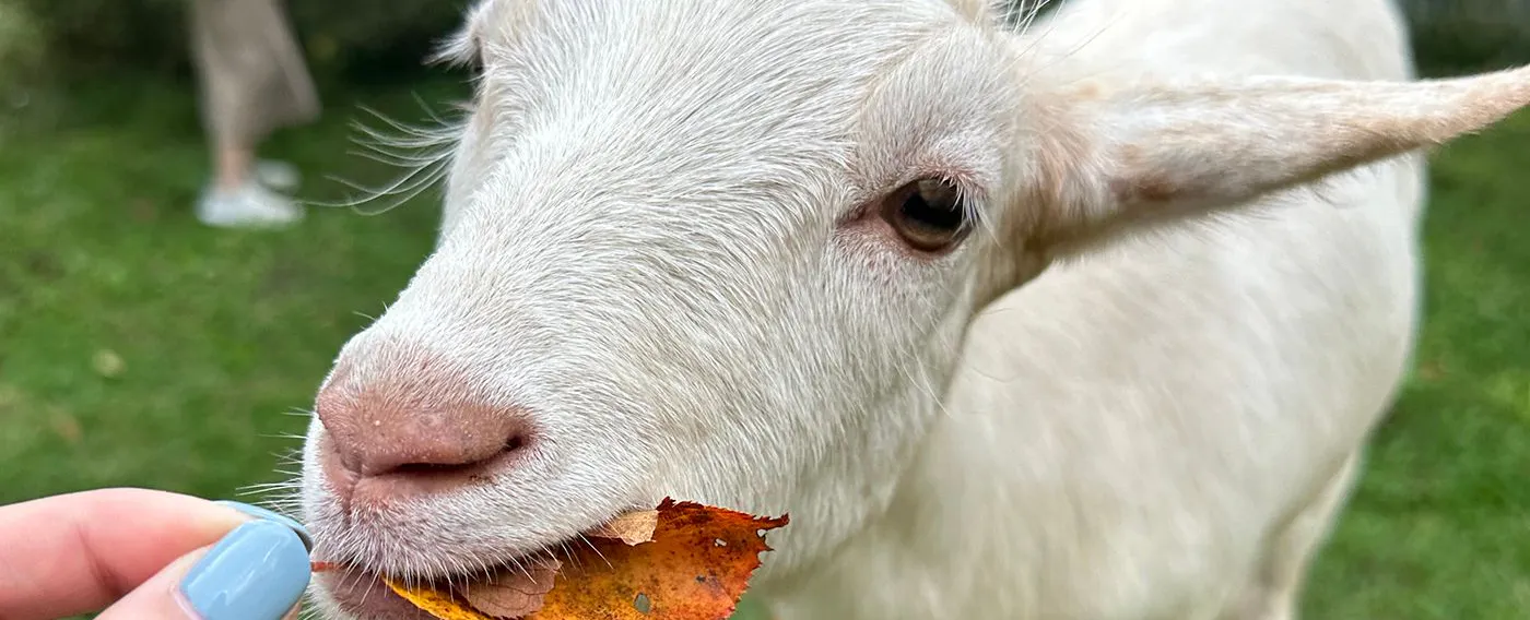 ヤギさんふれあい体験