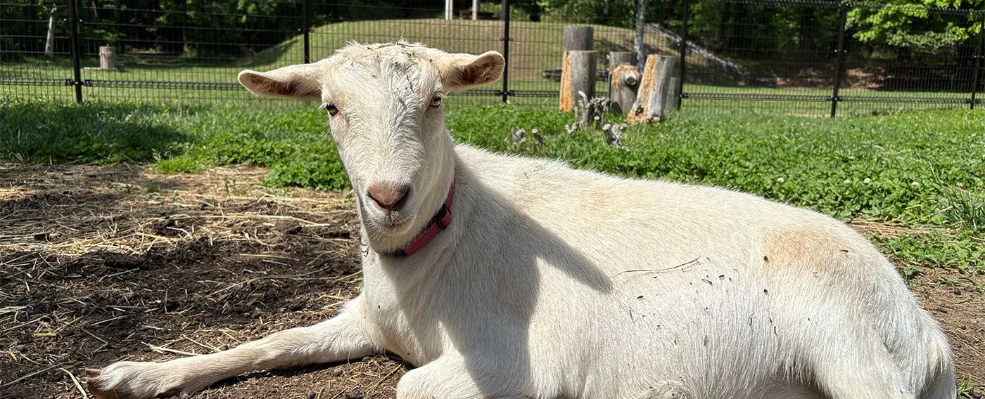 ヤギさんふれあい体験