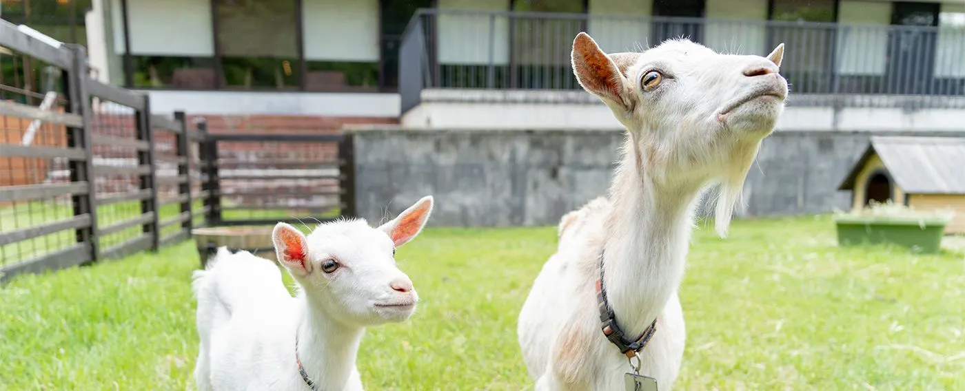 ヤギさんふれあい体験