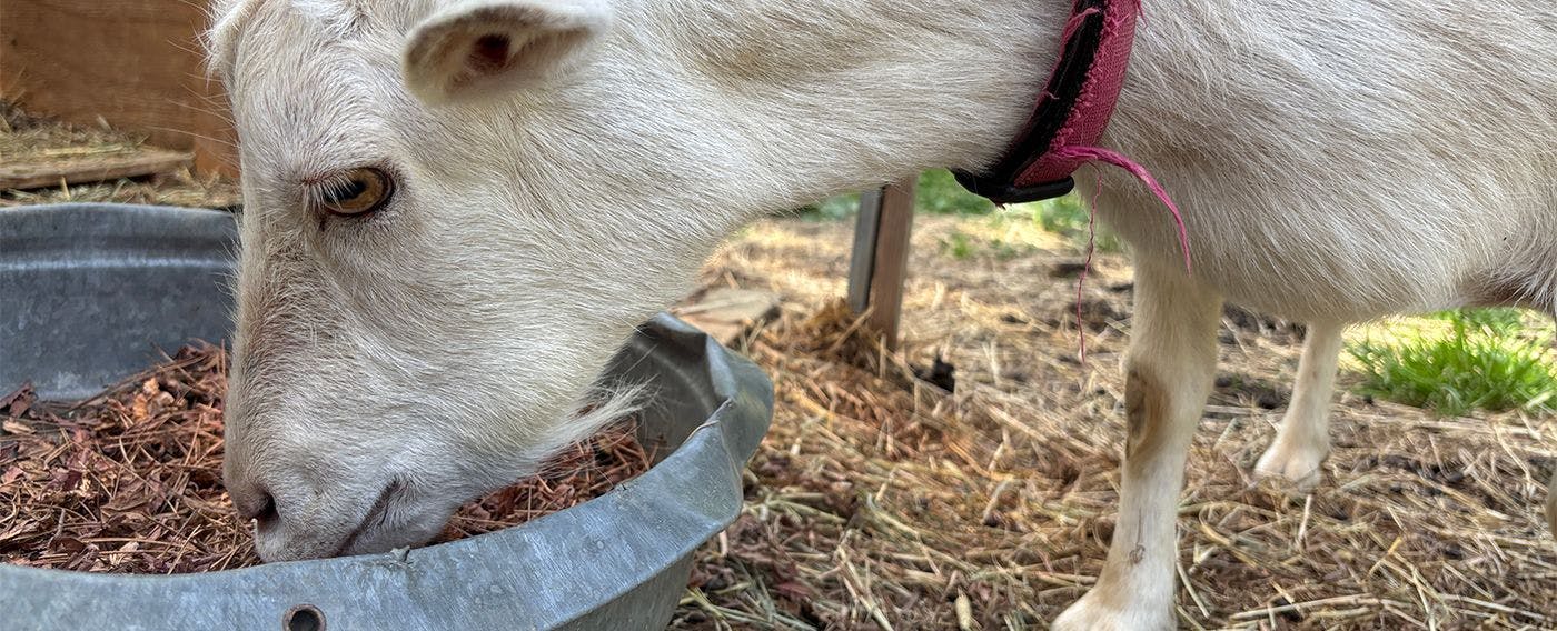 ヤギさんふれあい体験