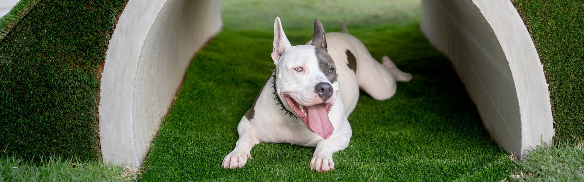 เป็นมิตรกับสุนัข