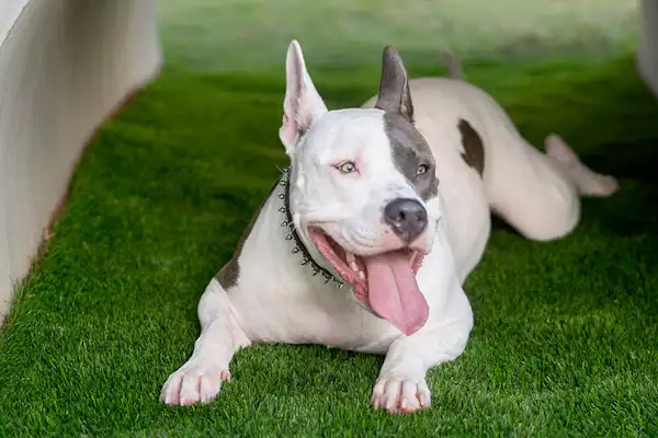 เป็นมิตรกับสุนัข