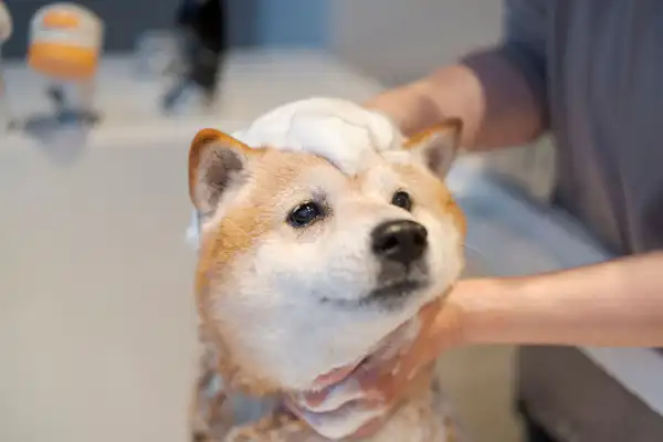 เป็นมิตรกับสุนัข