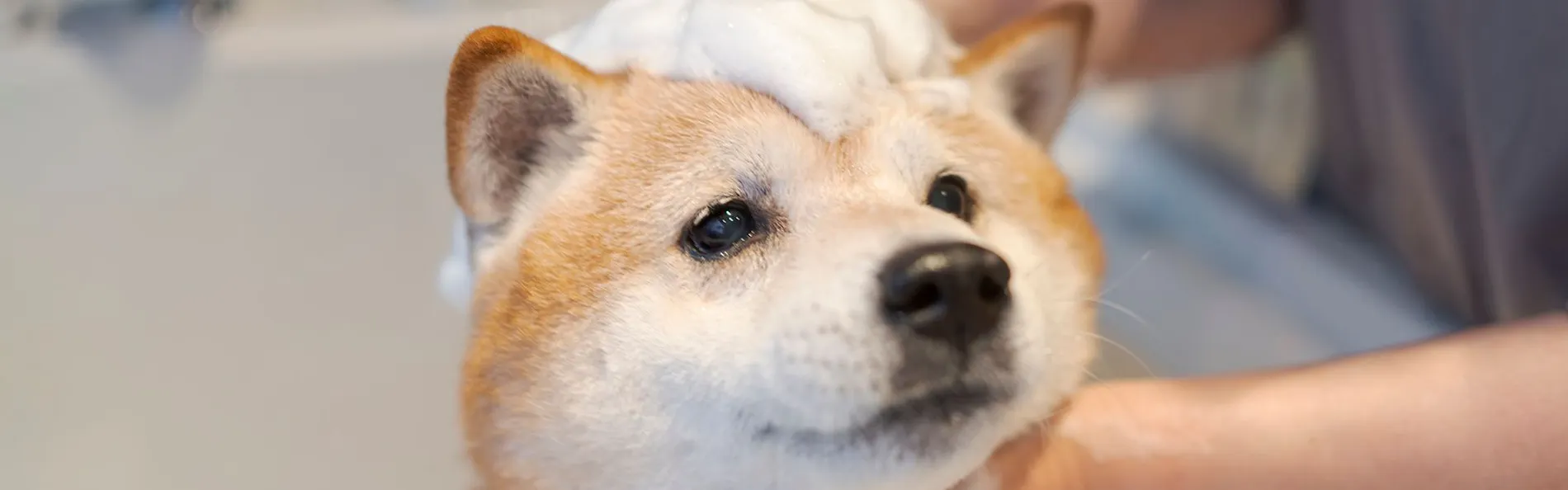 DOG HOTEL SHIRAHAMA/ドッグホテル白浜