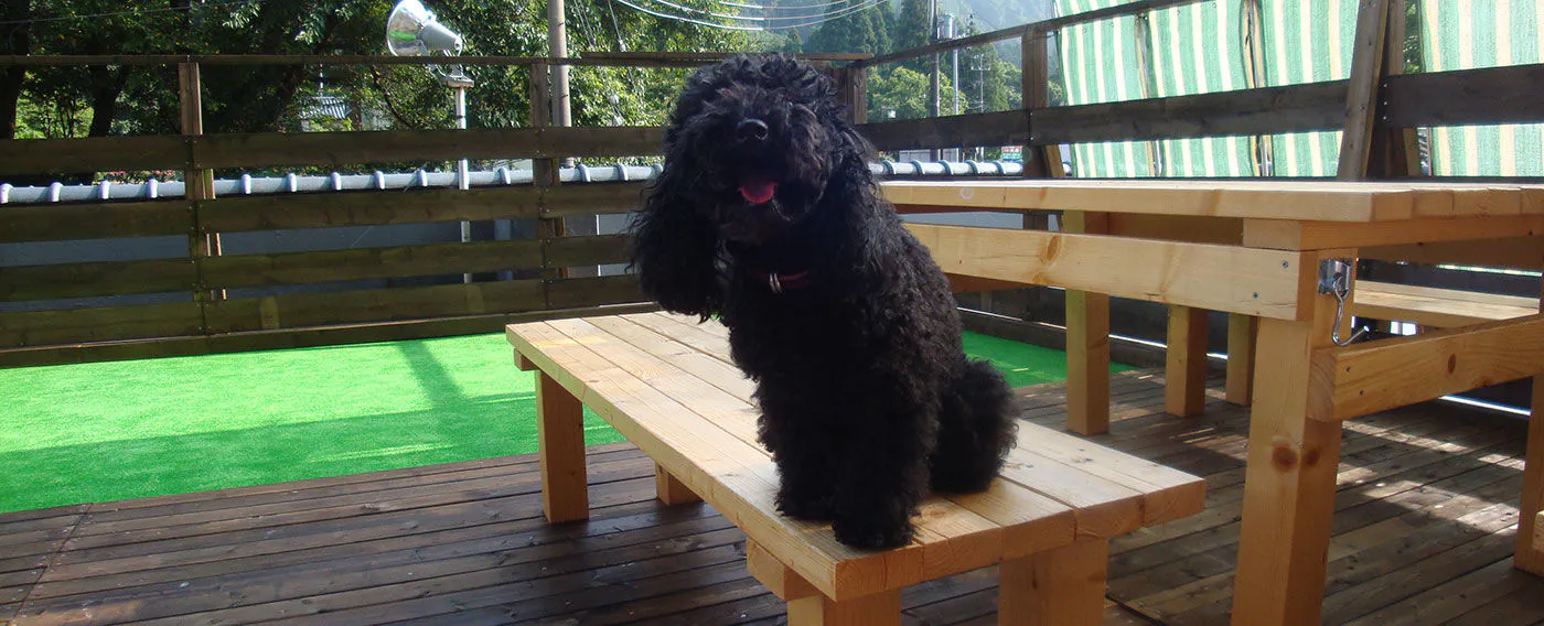 【ระเบียงสุนัข】ระเบียงชั้นสองที่สามารถเล่นได้โดยไม่ต้องใช้สายจูง เปิดให้บริการตั้งแต่เวลา 5:00 น. ถึงพระอาทิตย์ตก