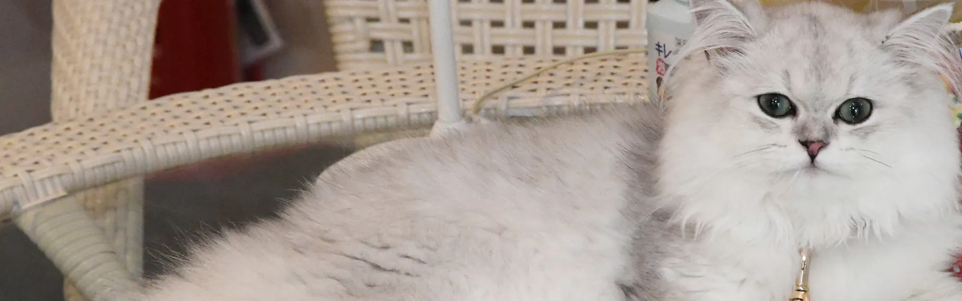 猫のいるお宿 プチホテル・フロマージュ