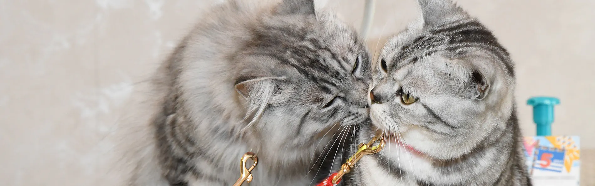 猫のいるお宿 プチホテル・フロマージュ