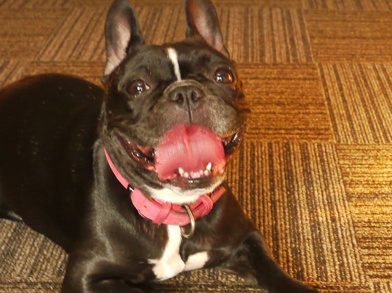 由布院温泉 山荘 花暢 の空室状況を確認する 宿泊予約は 一休 com キラリト