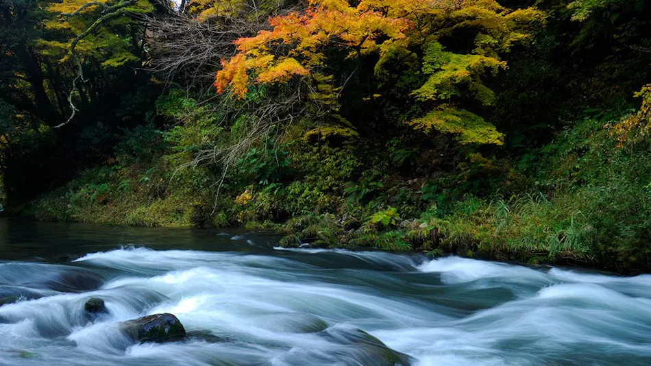 Shirasagiyu Tawaraya