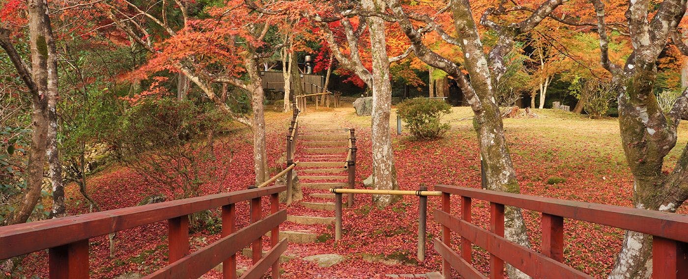 ใบไม้เปลี่ยนสี