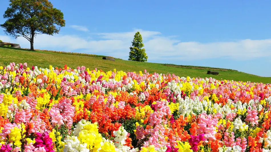 Kyukamura Minami-Awaji