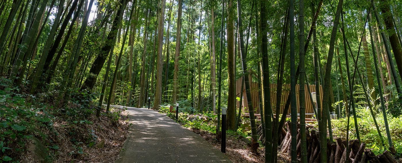 そのぎ茶温泉里山の湯宿　つわぶきの花