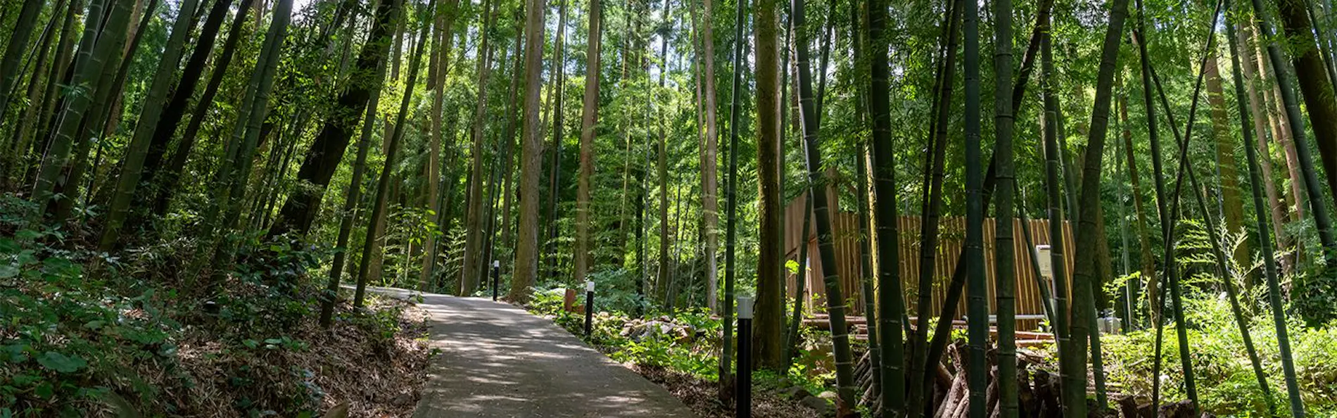 そのぎ茶温泉里山の湯宿 つわぶきの花