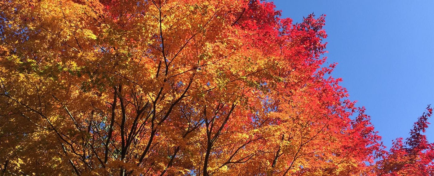 加賀山代温泉　みどりの宿　萬松閣