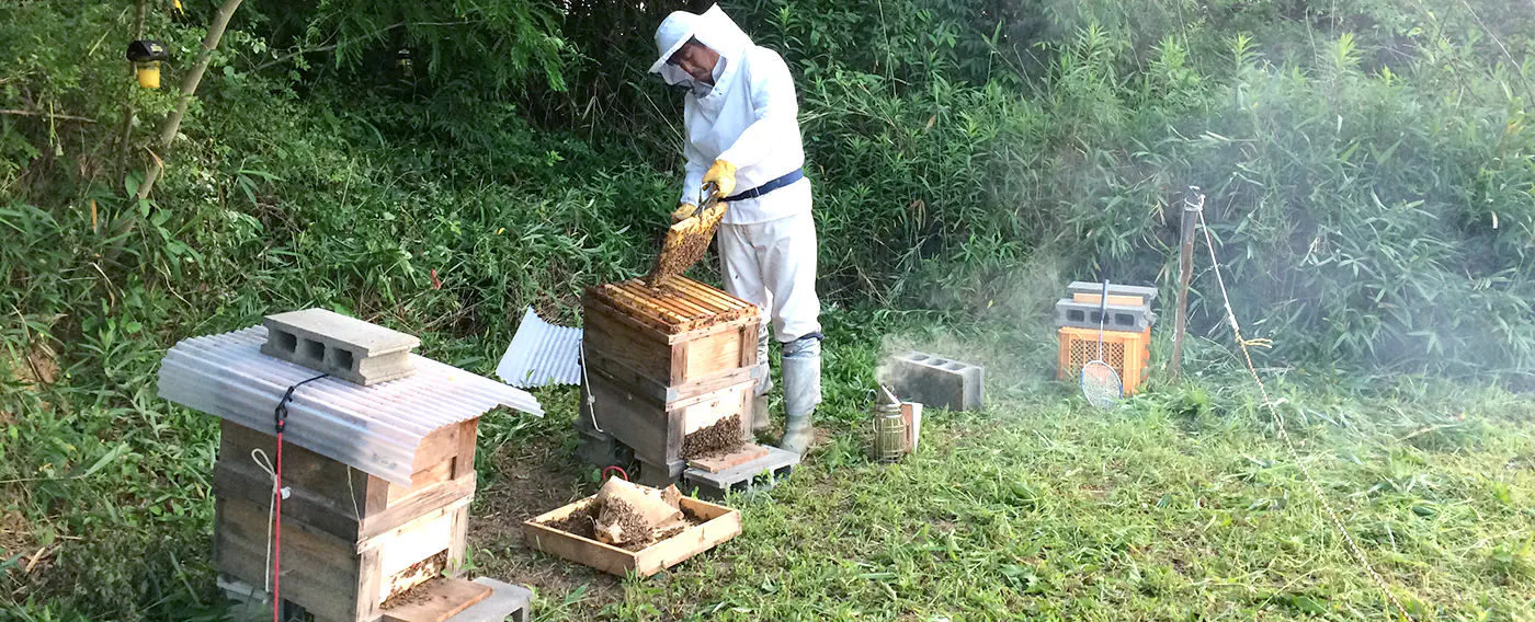 オーナー自ら、養蜂しています