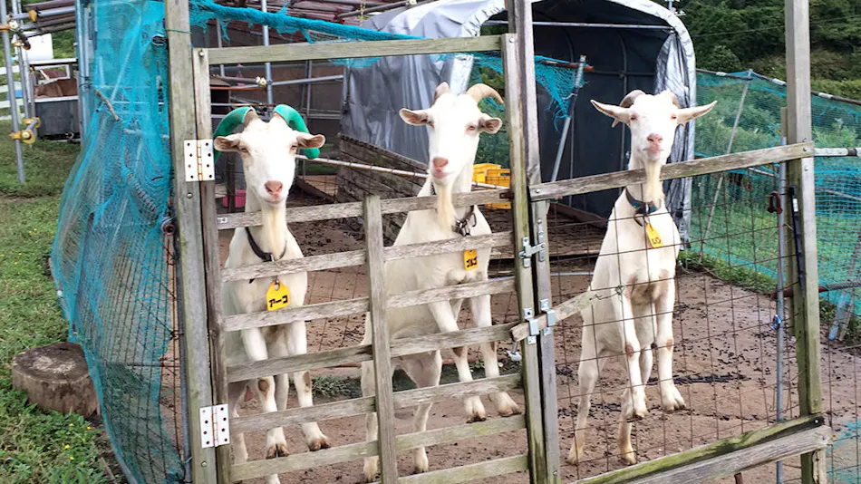 Pension Kuroshio Maru