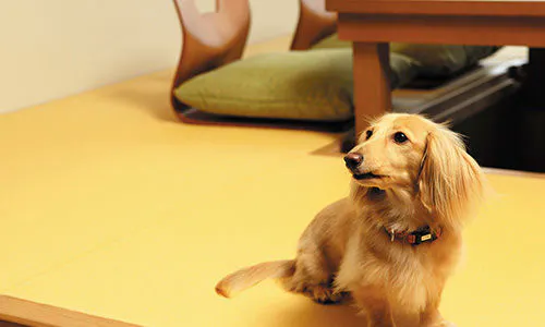 ที่พักพร้อมสุนัขของคุณ